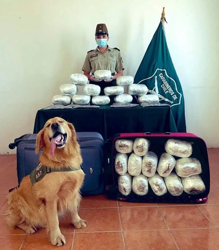 Darwin Does A Very Good Job Finding Drugs And Posing For Pictures