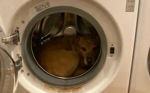 This Online Group Exists To Celebrate The Derpiest Dogs Ever Caught On Camera (50 New Pics)