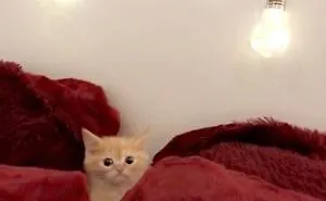 50 Times Cats Had Such ‘Powerful Auras’, Their Owners Just Had To Take A Pic