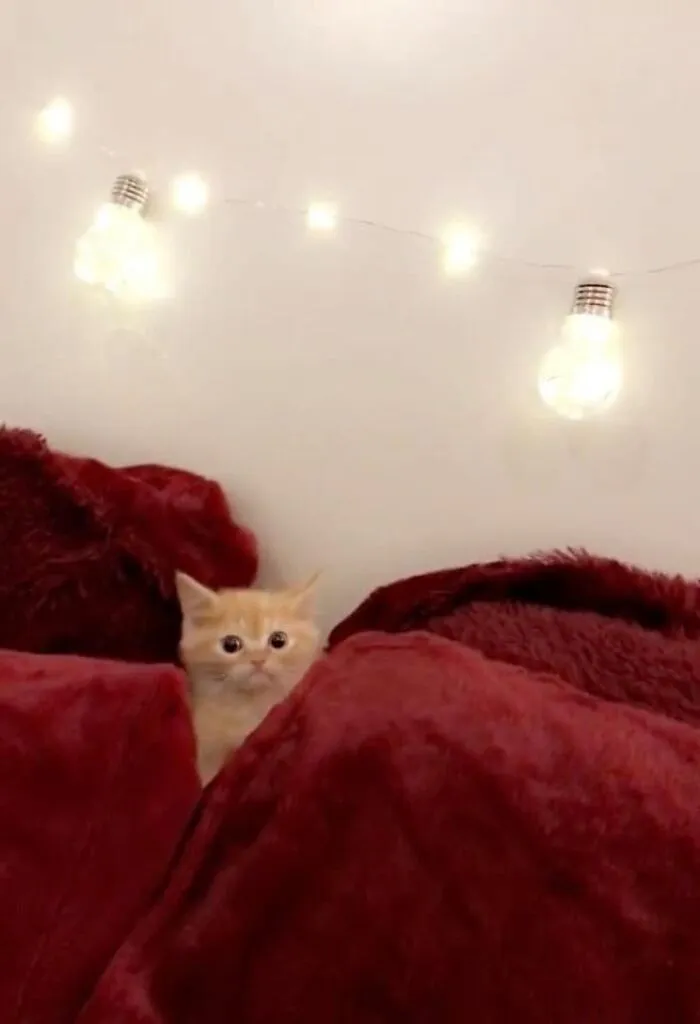 Funny-Pics-Cats-With-Powerful-Auras