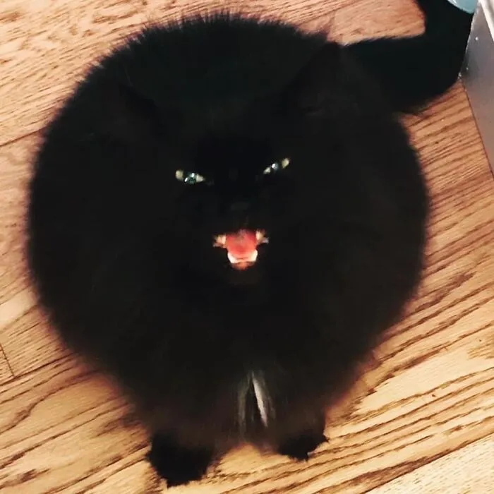 50 Times Cats Had Such ‘Powerful Auras’, Their Owners Just Had To Take A Pic