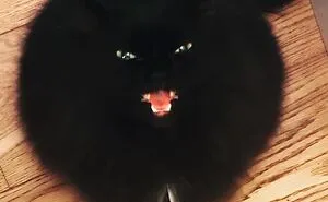 50 Times Cats Had Such ‘Powerful Auras’, Their Owners Just Had To Take A Pic