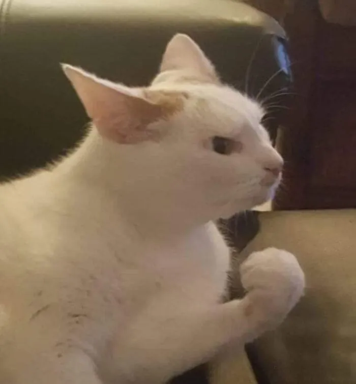 50 Times Cats Had Such ‘Powerful Auras’, Their Owners Just Had To Take A Pic