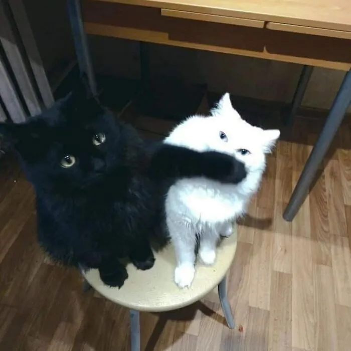 50 Times Cats Had Such ‘Powerful Auras’, Their Owners Just Had To Take A Pic