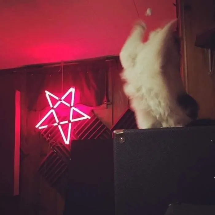 50 Gatos con "auras poderosas" retratados por sus dueños