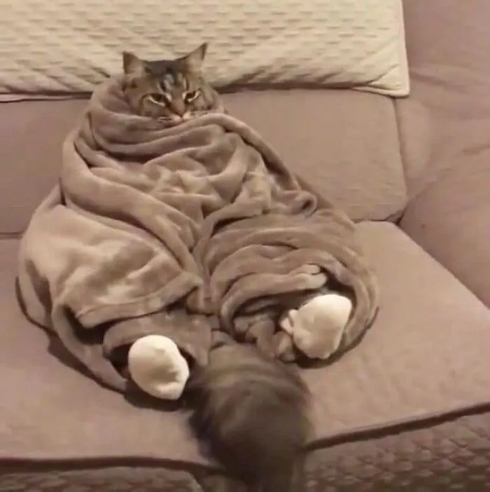 50 Gatos con "auras poderosas" retratados por sus dueños