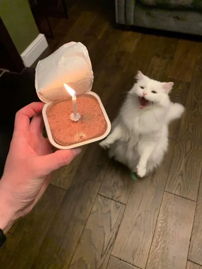 50 Times Cats Had Such ‘Powerful Auras’, Their Owners Just Had To Take A Pic