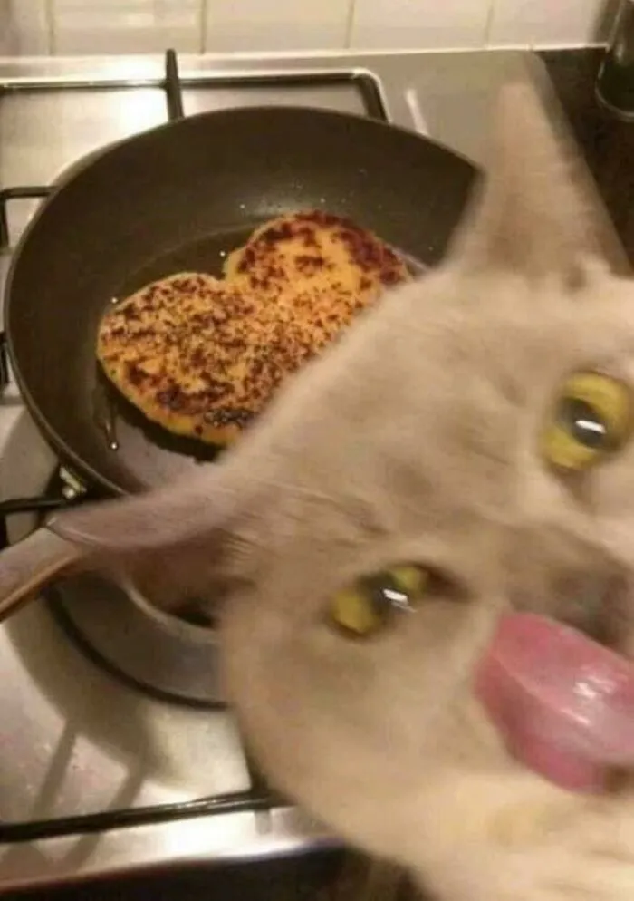 50 Gatos con "auras poderosas" retratados por sus dueños