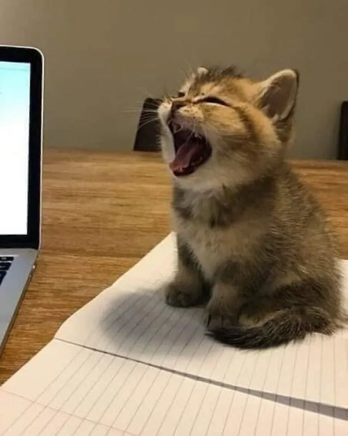 50 Gatos con "auras poderosas" retratados por sus dueños