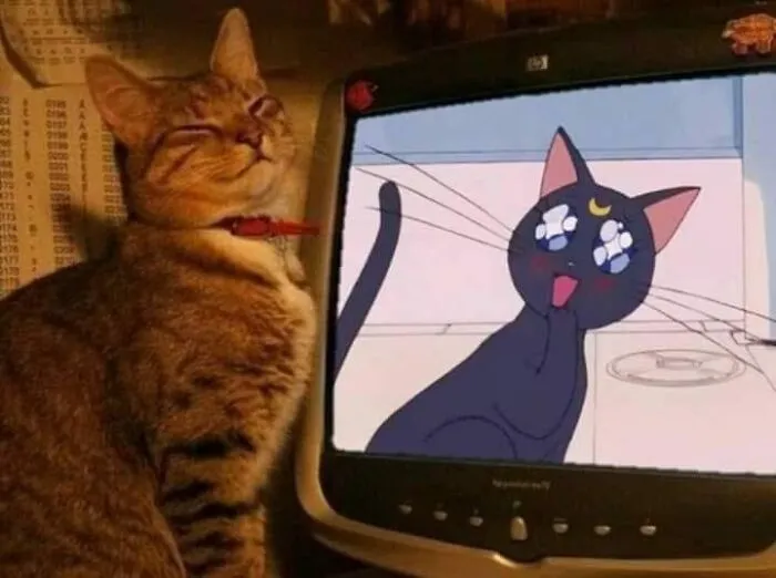 50 Gatos con "auras poderosas" retratados por sus dueños