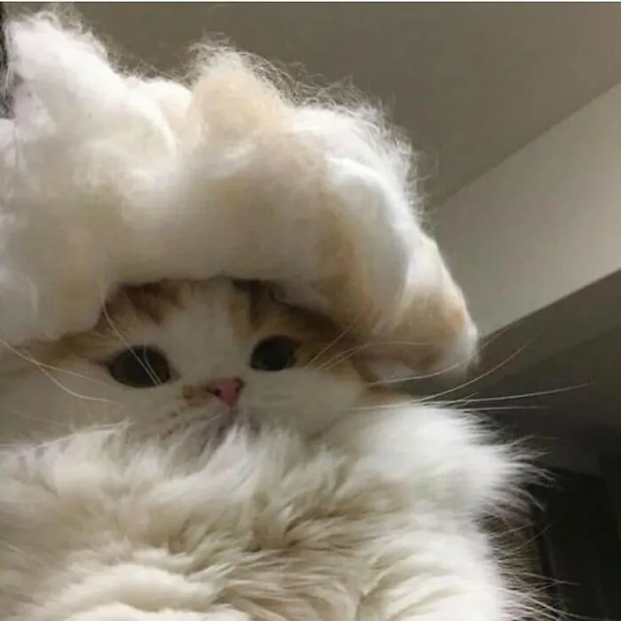50 Gatos con "auras poderosas" retratados por sus dueños