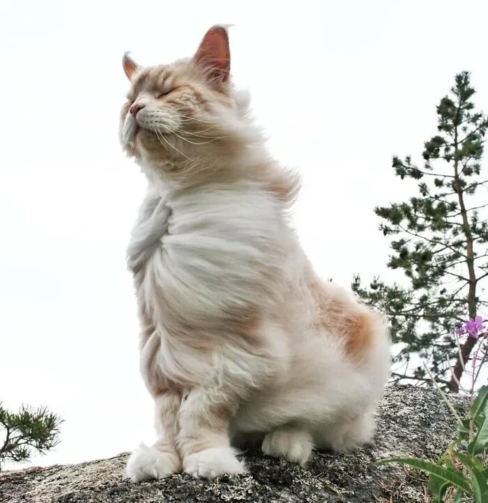 50 Times Cats Had Such ‘Powerful Auras’, Their Owners Just Had To Take A Pic