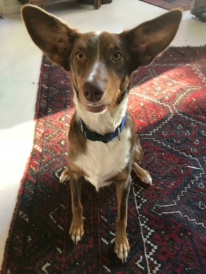 This Is Humphrey, Our Foster Boy Who Failed His Sheepdog Training Because He Just Wanted To Be Friends With The Sheep