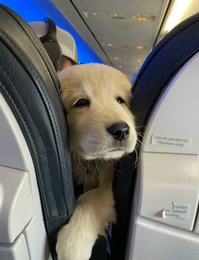 This Is The Only Acceptable Item That Can Poke Through Between My Seats