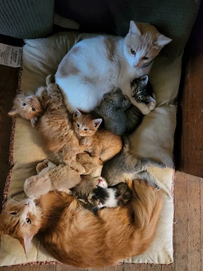 Co-Parenting At Its Finest! 2-Week-Old Jelly Beans, 6-Week-Old Toddlers, And 2 Mamas Who Love And Feed Whichever Kitten Is Closest