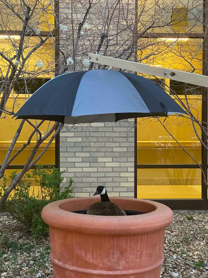 This Goose At My Hospital Laid Eggs And Is Nesting In A Large Planter, One Of Our Maintenance Guys Built This Umbrella For Her And Set Her Up With Nearby Water