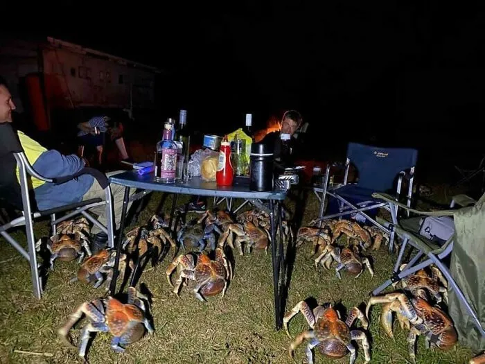 Coconut Crabs Are Attracted To The Smell Of Food