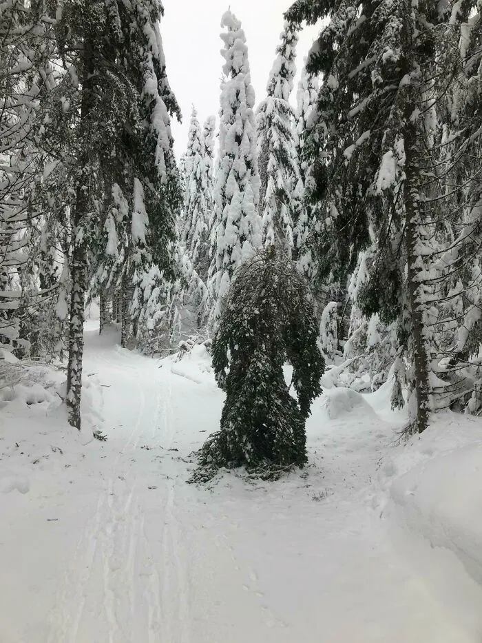 I Freaked Out A Little When I Met This While Cross Country Skiing