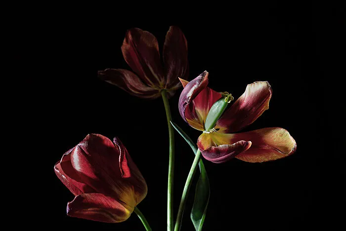 I Create Still Life Photos Like The Painters Did 400 Years Ago (8 Pics)