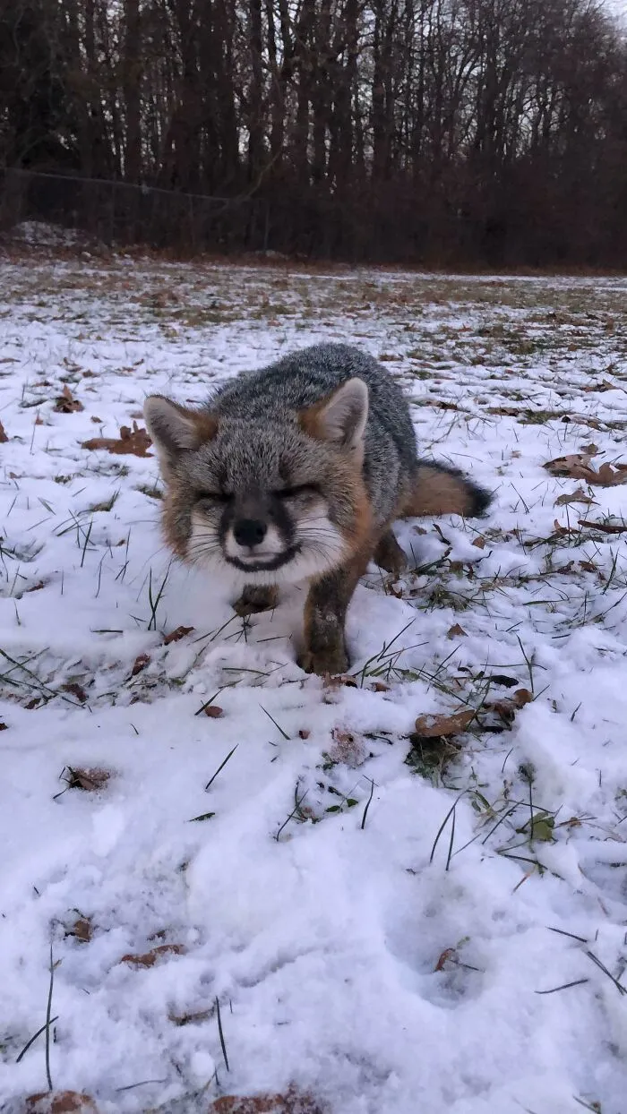 This Fox Came Up To My Brother And I While I Was Walking My Dog. Wasn’t Hostile At All!