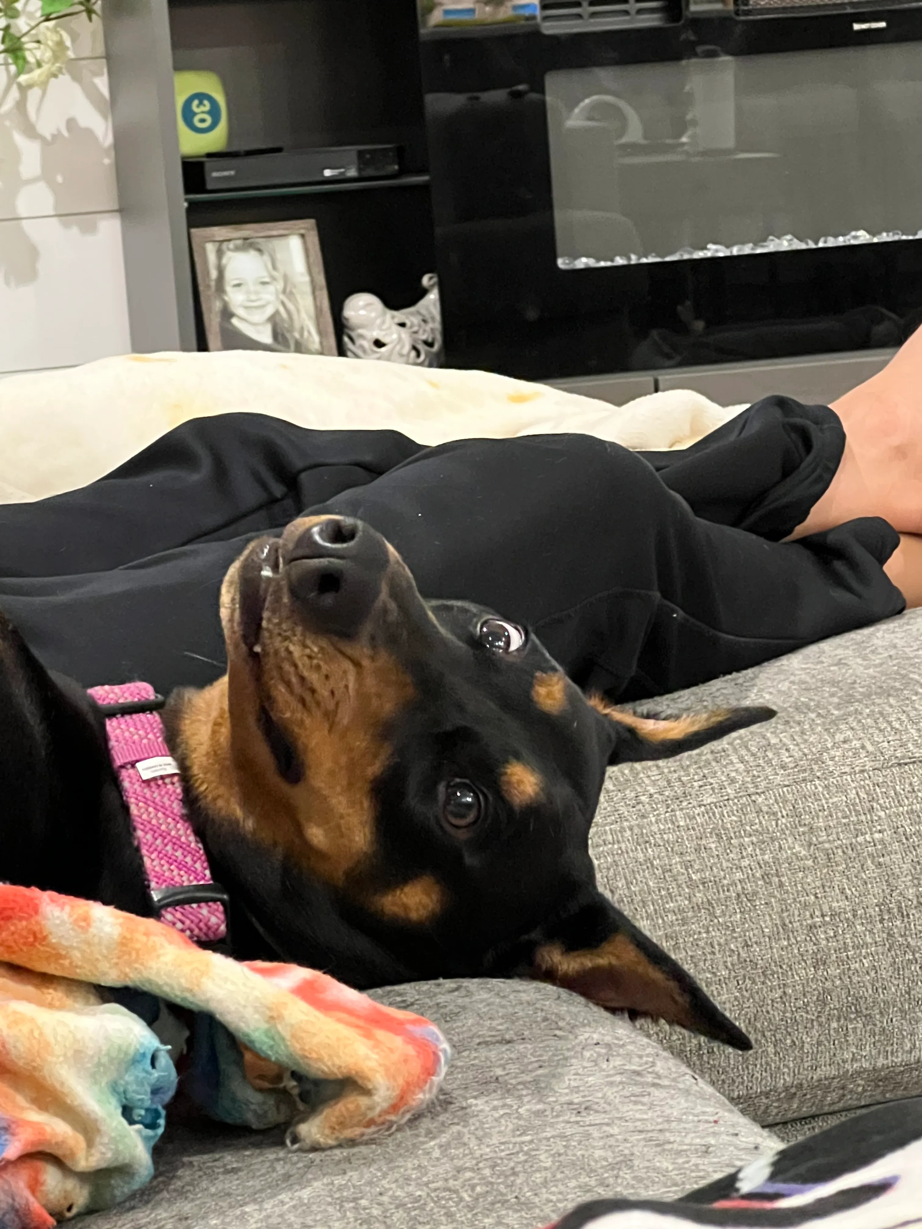 Hey Pandas, Post Your Worst Pet Photos! 🤪