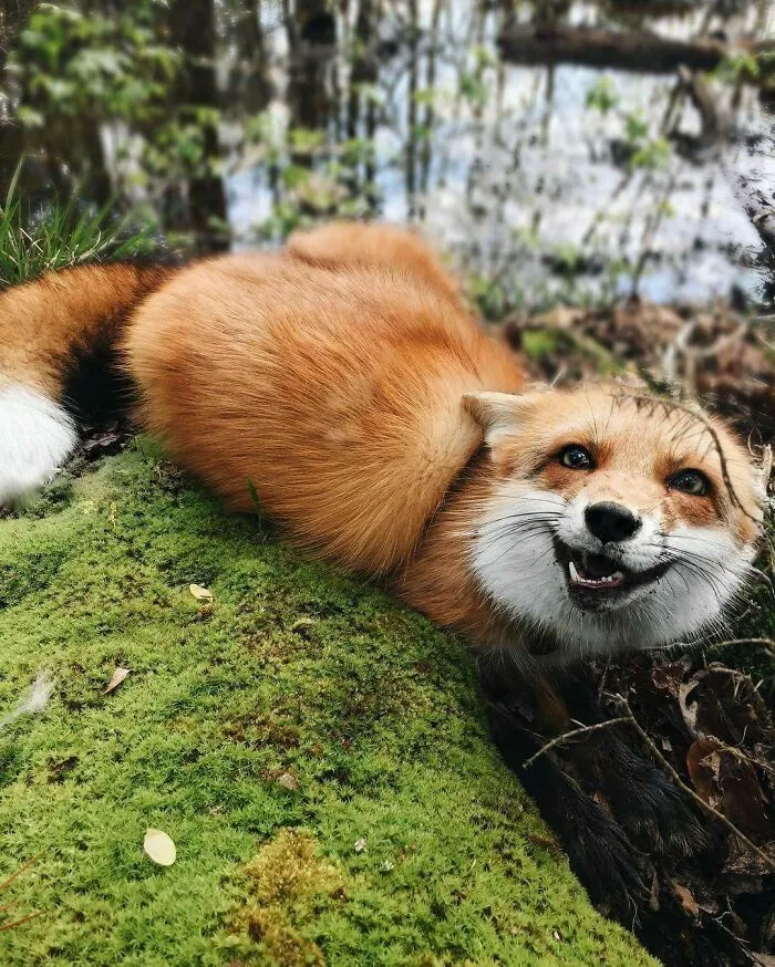 Happy Little Fox