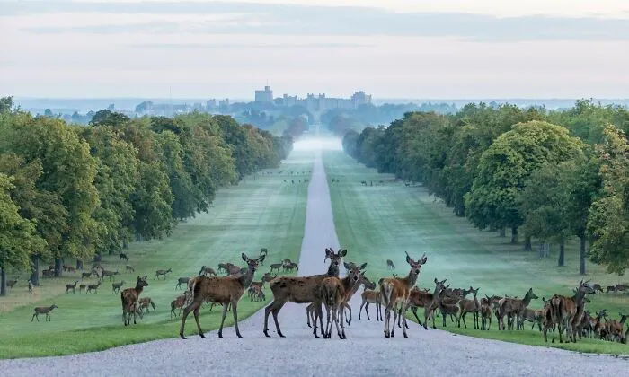At The End Of A 2.64 Mile Long Avenue Lined With Chestnut Trees And Flanked By Grazing Deer Awaits Windsor Castle A Truly Magnificent Sight