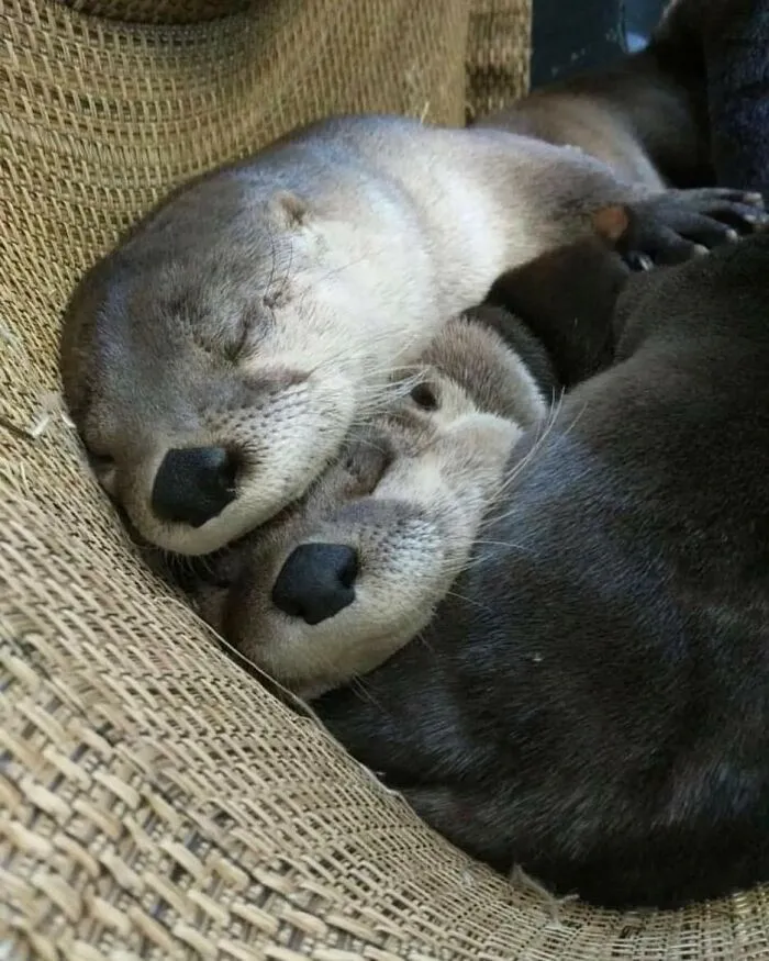 Sleeping otters cuddling together on a textured surface, showcasing their cuteness.