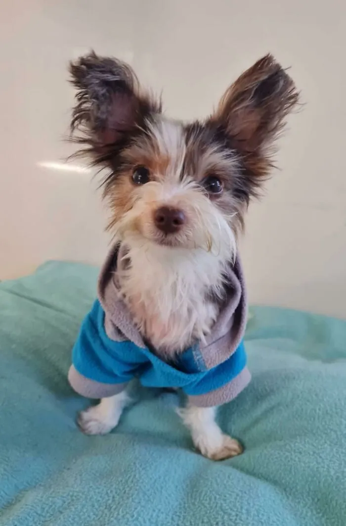 First Failed Foster. I've Basically Adopted A Pokemon