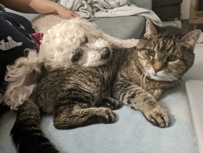 I Recently Adopted A Blind, 10-Year-Old Dog. Every Morning, He And My Deaf, 19-Year-Old Cat Snuggle On The Couch