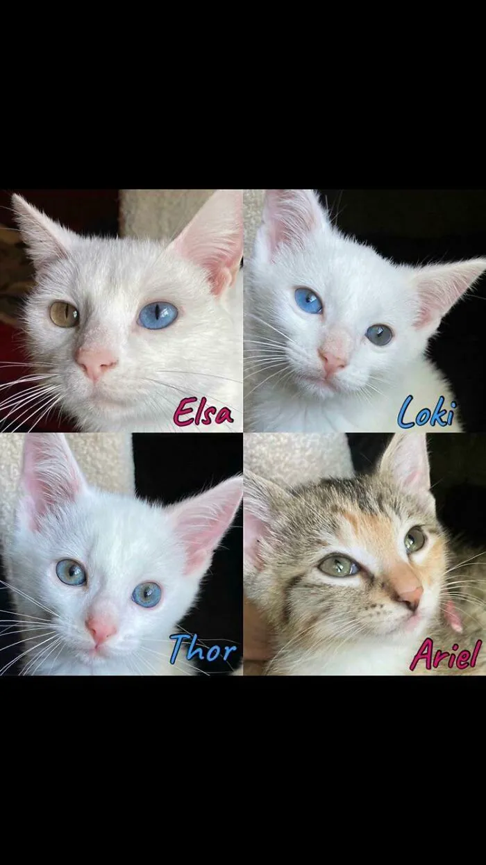 Adoptamos una familia entera: Mamá y sus tres hijos. Se suponía que sólo iban a ser acogidos... ¡Merece la pena!