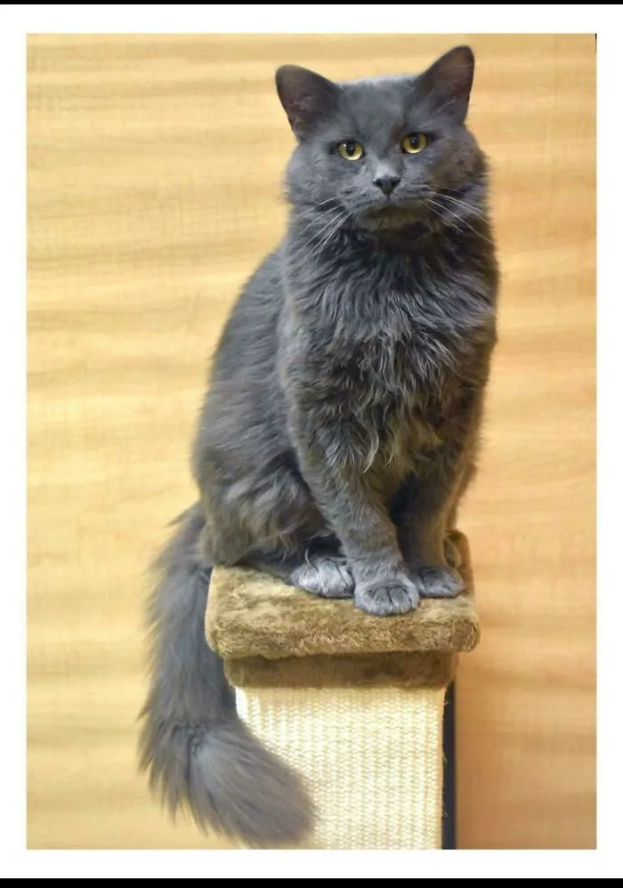 ¡Nuestro nuevo gato Charlie que hemos adoptado hoy!