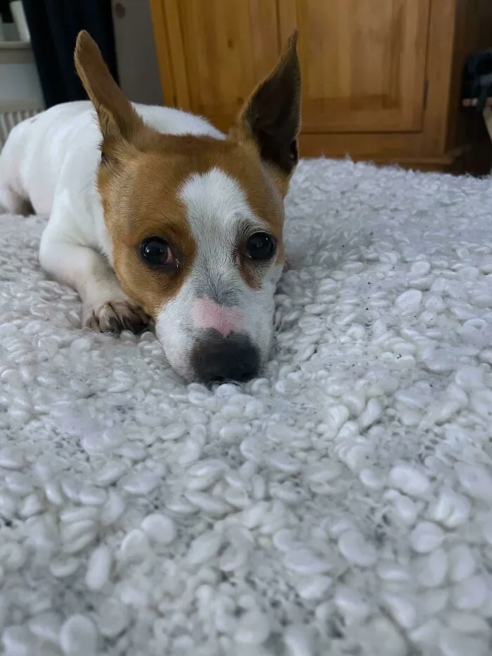 Ayer adoptamos a esta pequeña belleza - ¡Conoced a Lily!