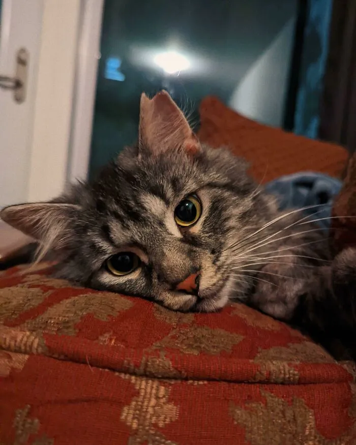 Acabo de adoptar a este bobo llamado Aslan, ¡el primer gato que tengo!