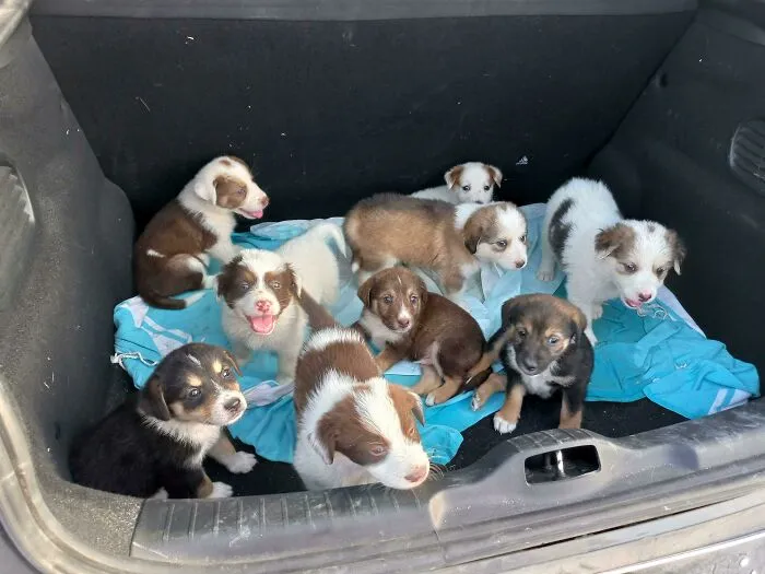 Un maletero lleno de cachorros (Misión de rescate)