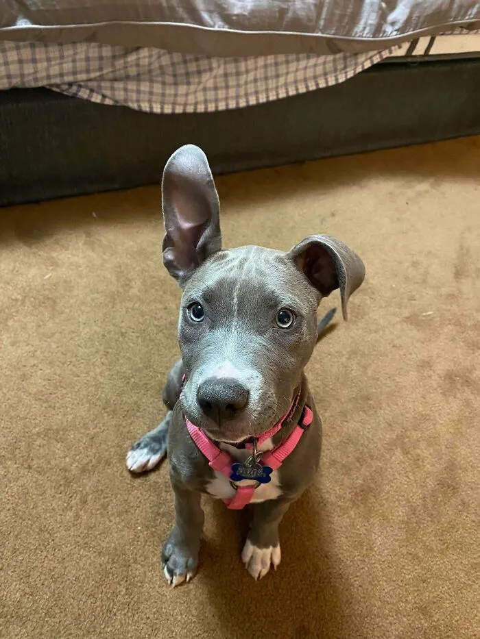 Nuestra recién adoptada Pittie Pebbles. A su oreja derecha no le gusta quedarse en su sitio