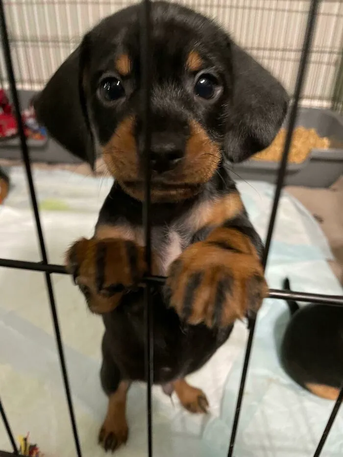 ¡Adivina quién acaba de ser adoptado por la familia de mi hermana! ¡Bienvenido a la familia Maverick!