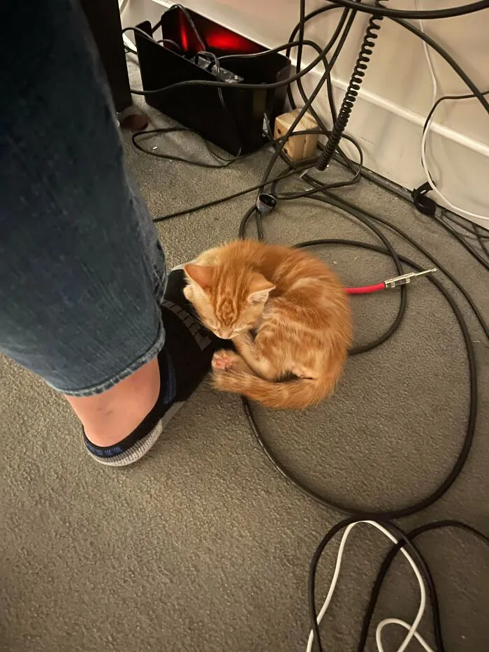 Adopté a mi primer gatito