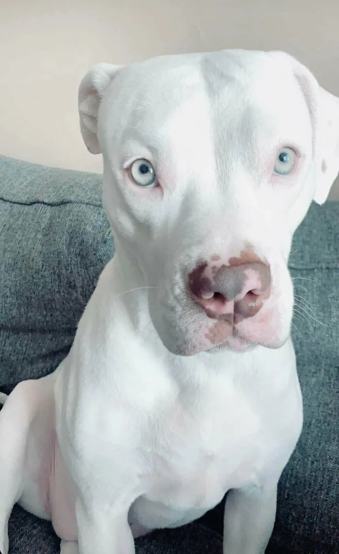 My Shiny Rescue Pup, Mia!