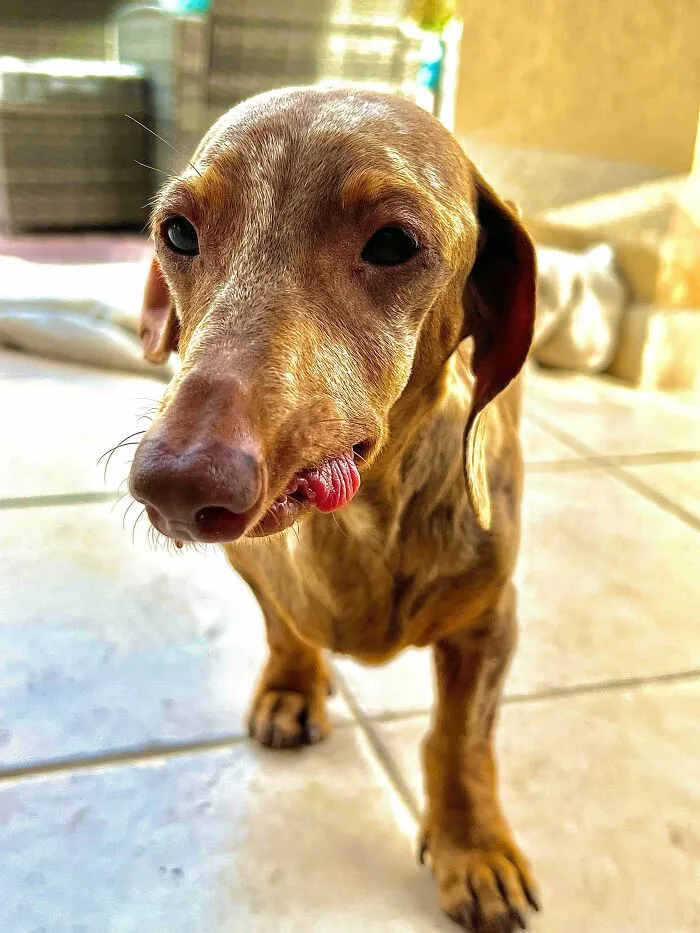 Adopted This Little Rescue This Week. She Had Untreated Gum Disease So Most Her Teeth Have Been Removed, She Gave Birth To A Still Born Puppy, Has Ear Infections And Very Little Muscle Mass