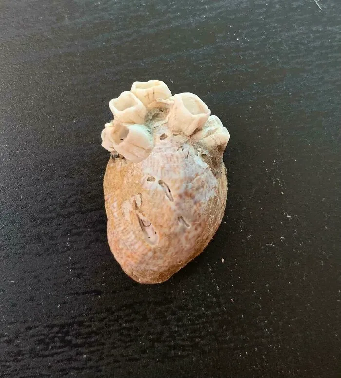 Was At The Beach And Found A Shell With Barnacles On It That Make It Look Like An Anatomically Correct Heart