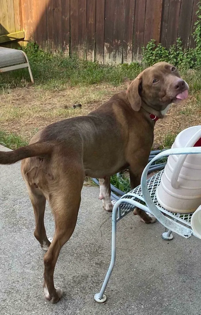 The Face You Make When You Change Your Name And Move To A Different City To Escape Being Put Down At The Shelter. Willow 