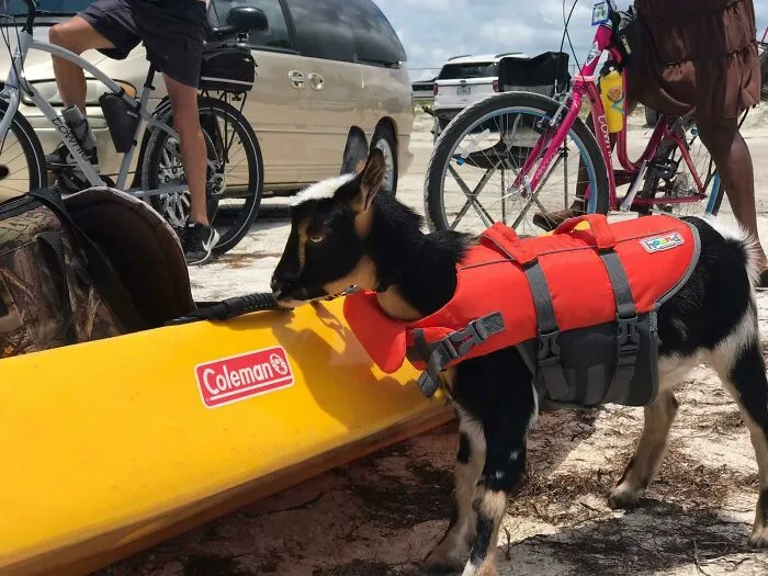 Someone Brought Their Goat To The Beach Today