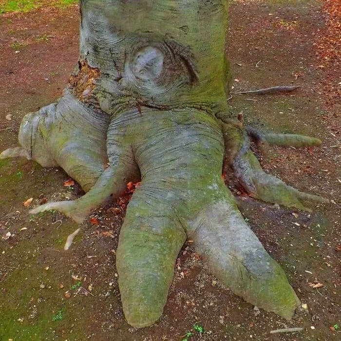 Never Anger A Fairy