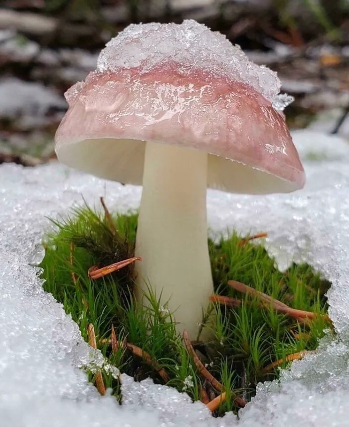 A Little Shelter From The Snow