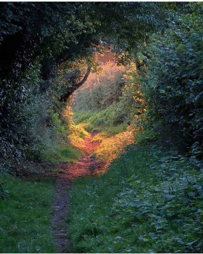 And Into The Forest I Go, To Lose My Mind And Find My Soul