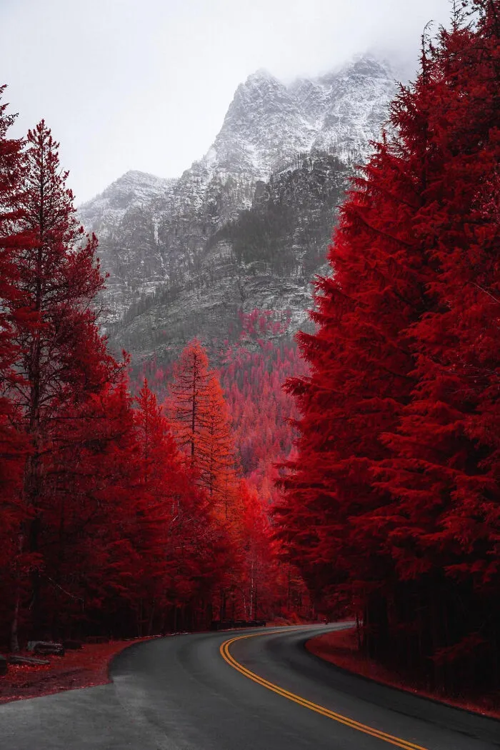 Mysterious Red Forest