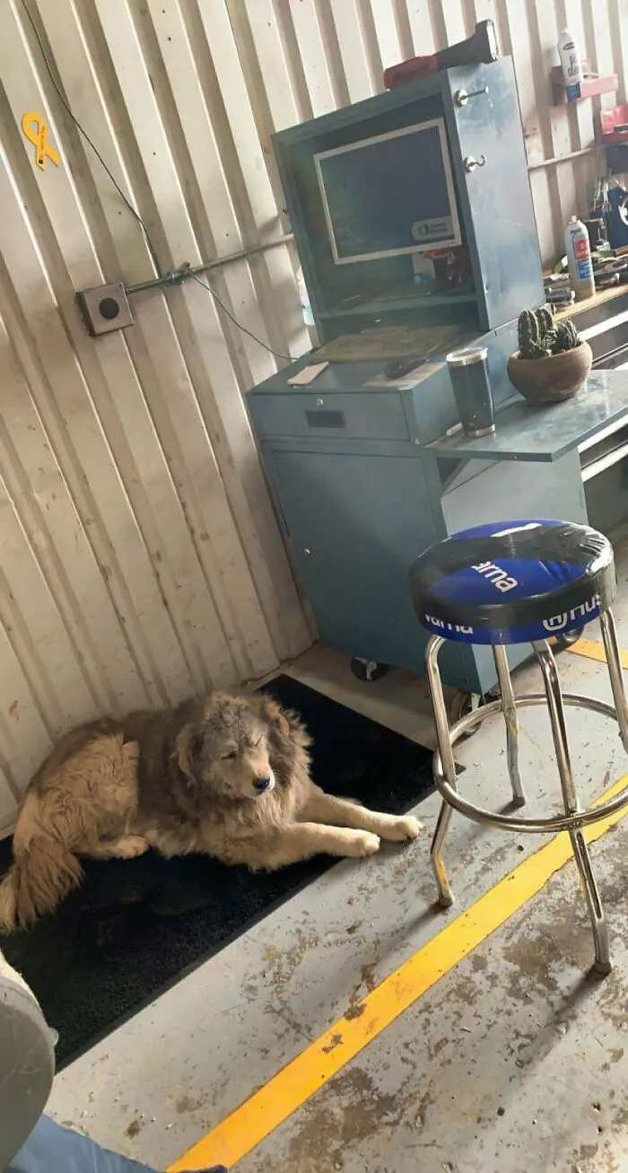 Este perro callejero pasó el fin de semana en el patio y luego se metió en mi lugar. Ahora es mío