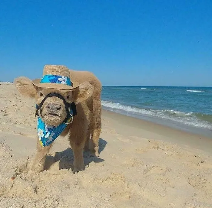 Beach Day