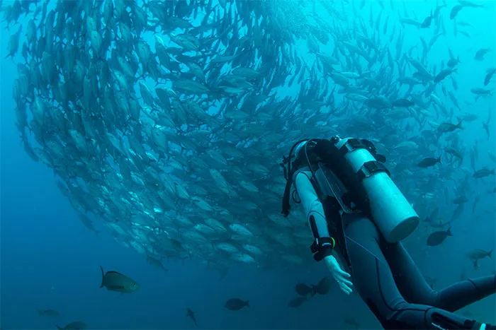 30 ‘Horror Stories’ From Sailors, Scuba Divers, And Surfers Who Have Seen Things In The Ocean They Wish They Could Forget
